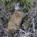 hutia_desmarest_chiq_jar_v_0163_cub2278.jpg